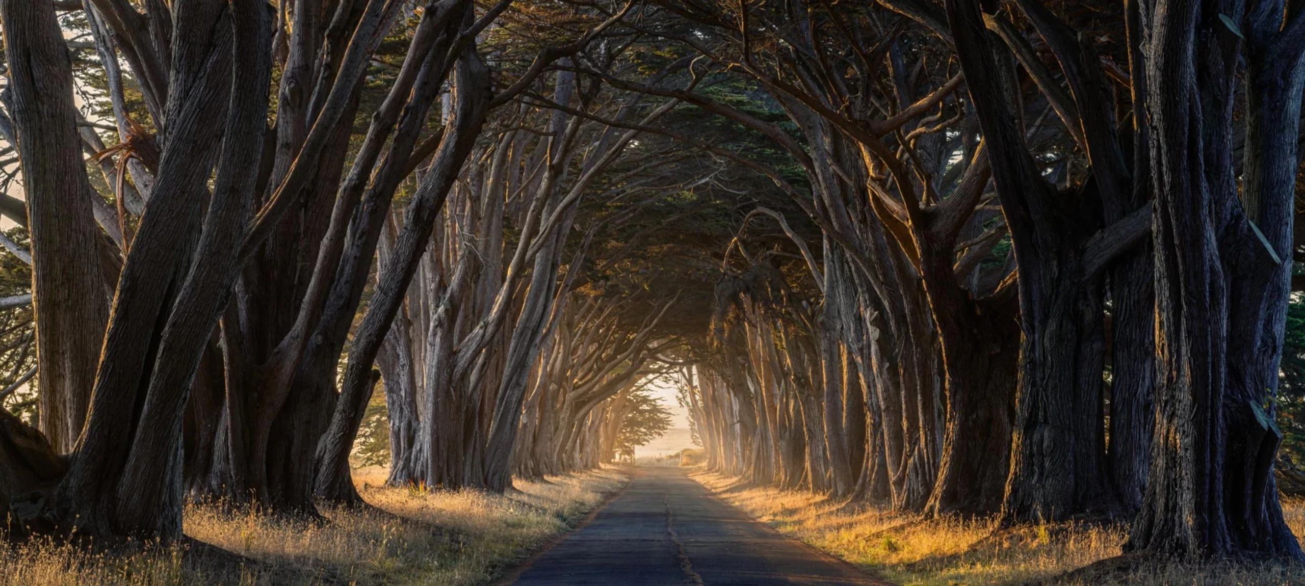 Forest road at sunset