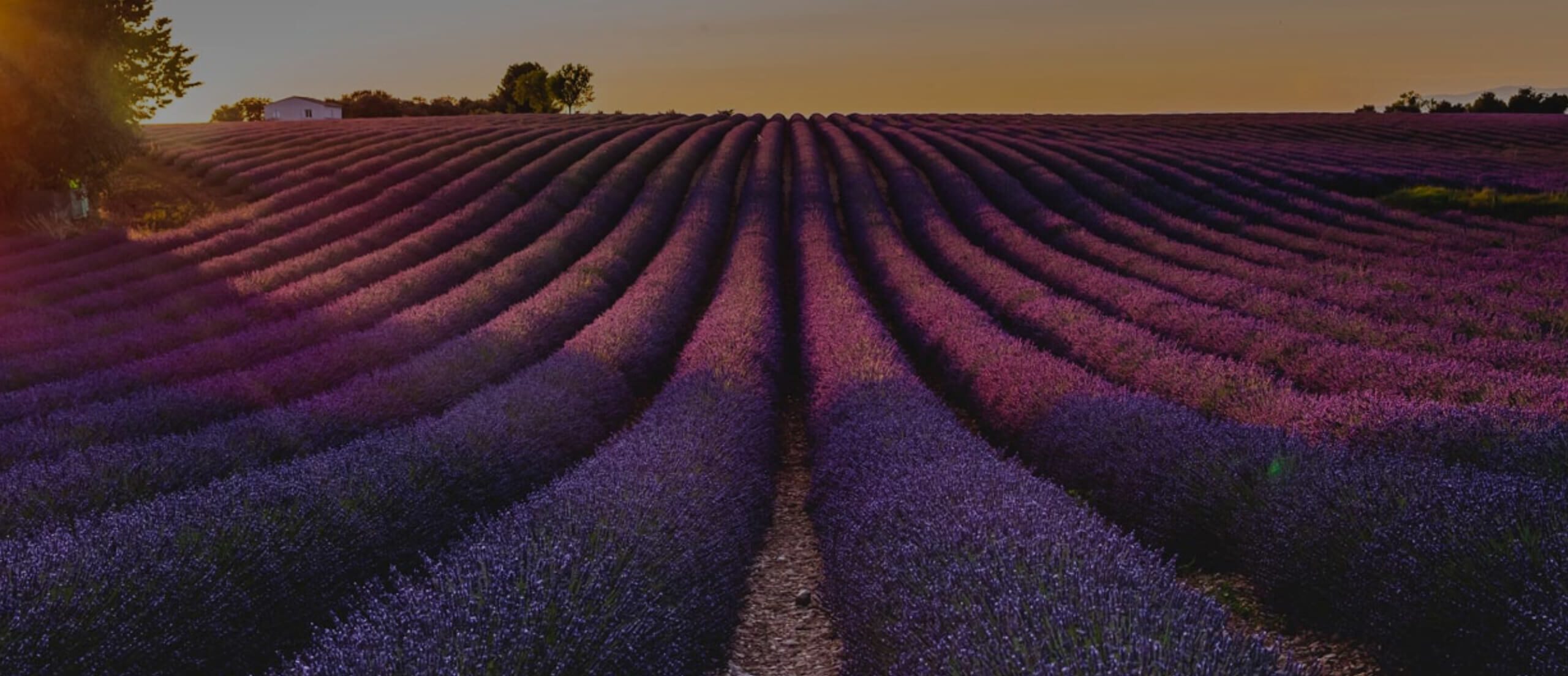 Field of purple flowers at sunset